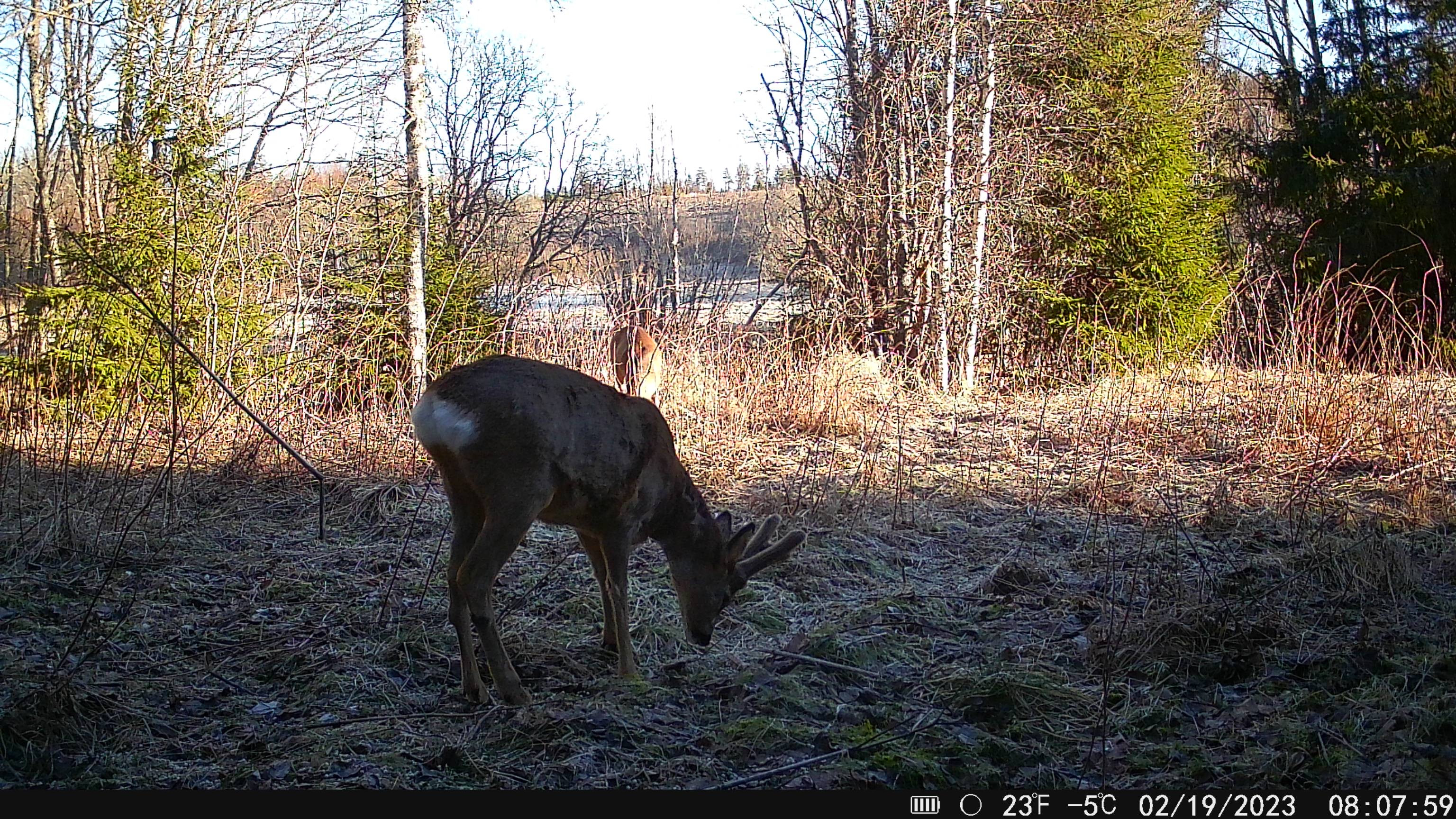 Fotografia: Fotopasca Hikmicro M15