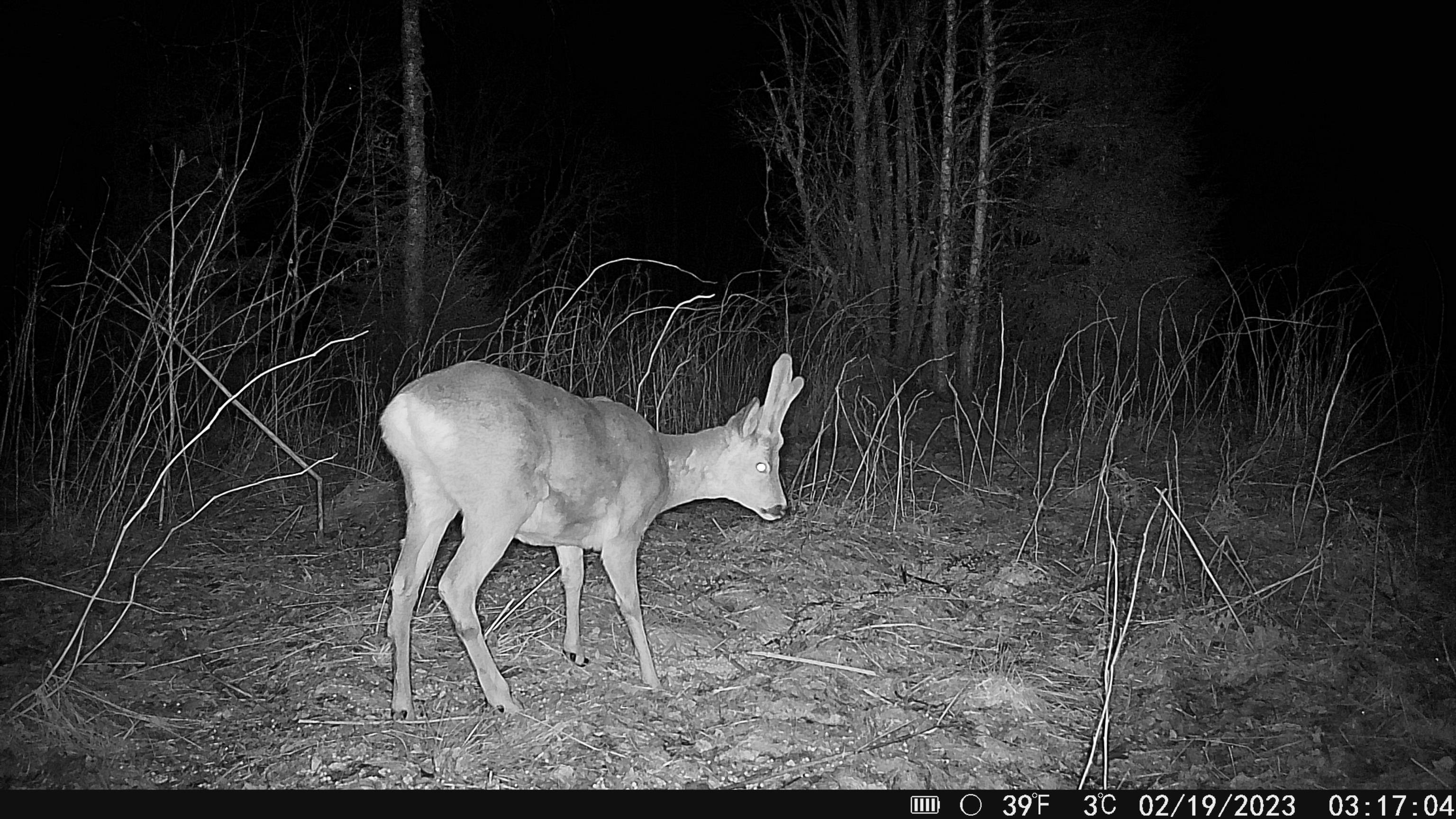 Fotografia: Fotopasca Hikmicro M15